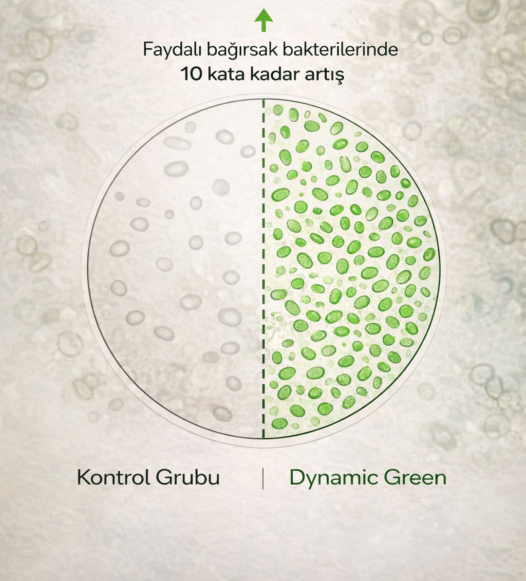 Dynamic Green'in bağırsak mikrobiyomunu ortalama 10 kat zenginleştirdiği klinik olarak gösterilmiştir.